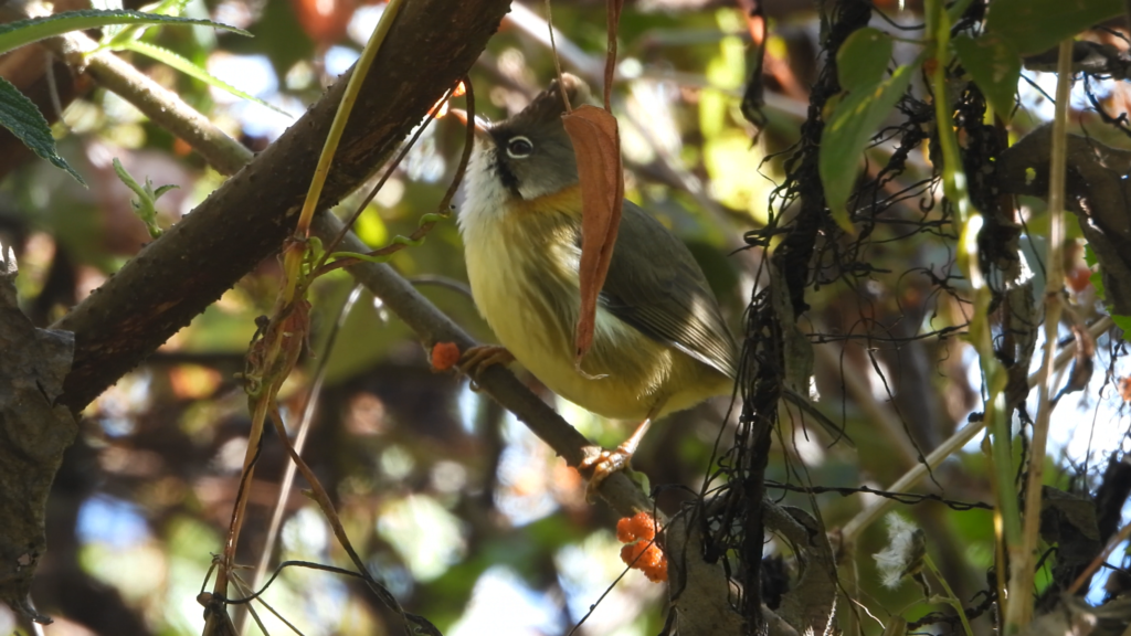 Whiskered Yuhina